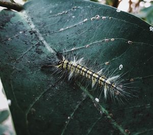 Close-up of spider