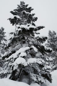 Close-up of tree against sky during winter