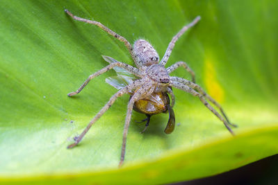 Close-up of spider and fly on leaf