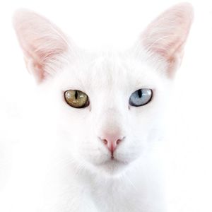 Close-up portrait of cat against white background