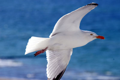 Seagull flying over sea