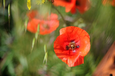 Close-up of red poppy flower