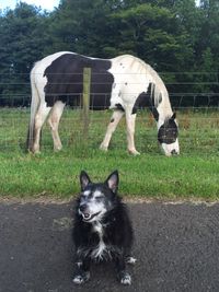 Dog on field