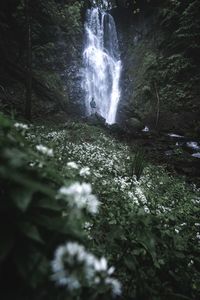 Scenic view of waterfall in forest