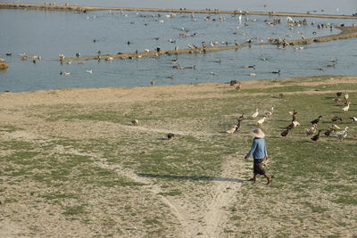Man walking by flock of ducks on shore