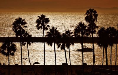 Silhouette of palm trees on beach during sunset