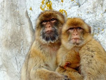 Monkey family sitting against rock