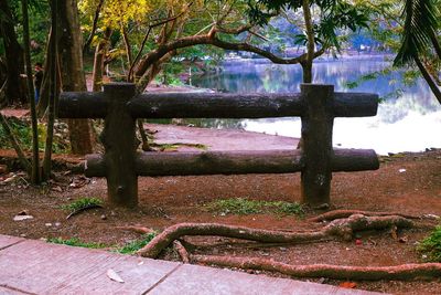 Trees in park