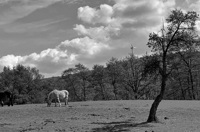 Horses grazing in a field