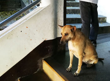 High angle portrait of dog standing on railing