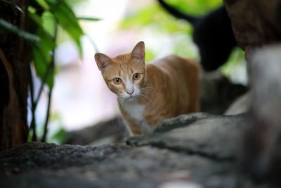 Close-up portrait of tabby cat