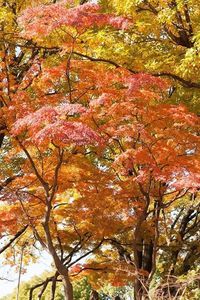 Low angle view of maple tree