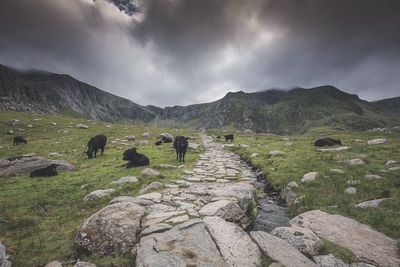 Cattle on mountain against cloudy sky