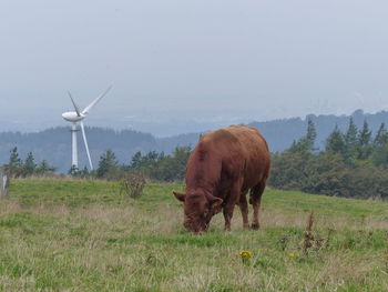 Cow grazing on field against sky