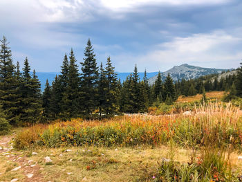 Trees growing on field against sky