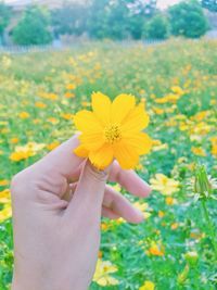 Close-up of hand holding yellow flower