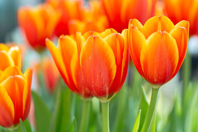 Close-up of red tulips on field