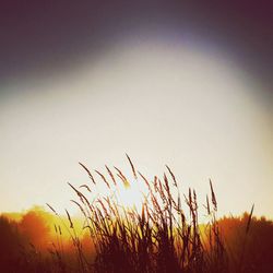 Scenic view of field at sunset