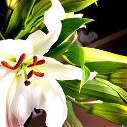 Close-up of white flowering plant