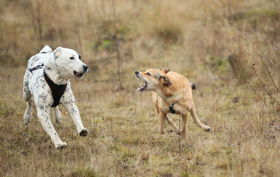 View of dogs running on field