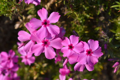 Close-up of pink flowering plant