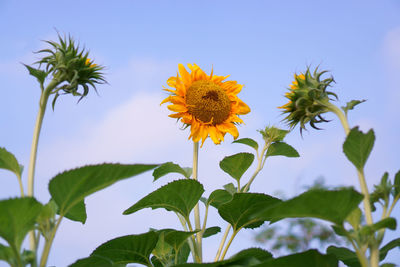 Low angle view of sunflowers blooming against blue sky