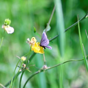 Close-up of moth pollinating on yellow flower
