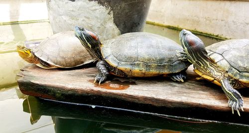 Close-up of tortoise