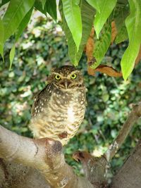 Portrait of owl perching on branch