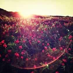 Red flowers blooming in field