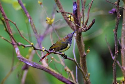 Close-up of bird perching on branch