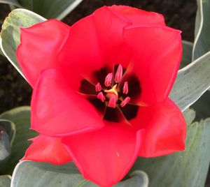 Close-up of pink flower