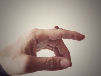 Close-up of hand holding small over white background