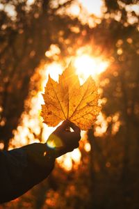 Close-up of hand holding maple leaf during autumn