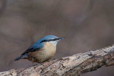 Close-up of bird perching outdoors