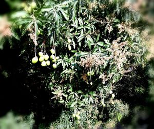 Close-up of fruits hanging on plant