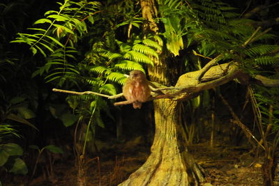 View of a bird in a forest