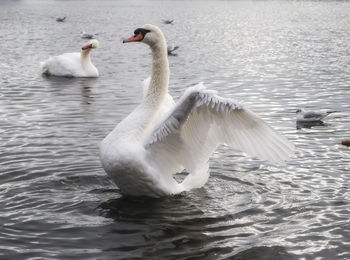 Swans swimming in lake