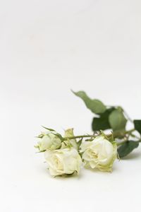 Close-up of food over white background