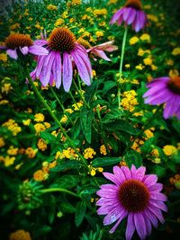 Close-up of purple coneflower blooming outdoors