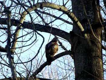 Low angle view of birds perching on tree