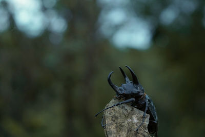 Close-up of insect on wood