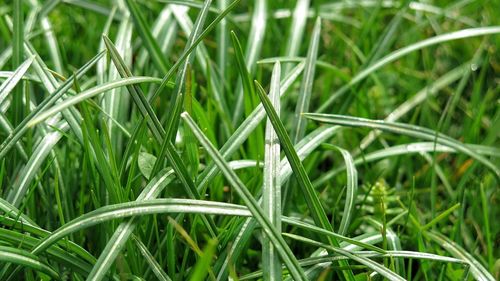 Close-up of grass growing on field