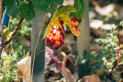 Close-up of fruits hanging on tree