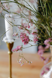 Close-up of pink cherry blossom tree