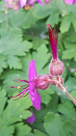 Close-up of purple flowering plant