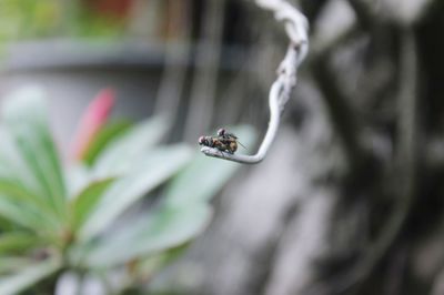 Close-up of insect on plant