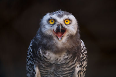 Close-up portrait of owl against black background