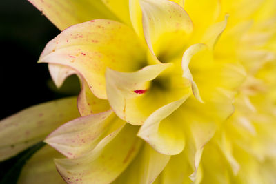 Close-up of yellow lily