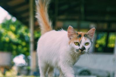 Close-up portrait of cat